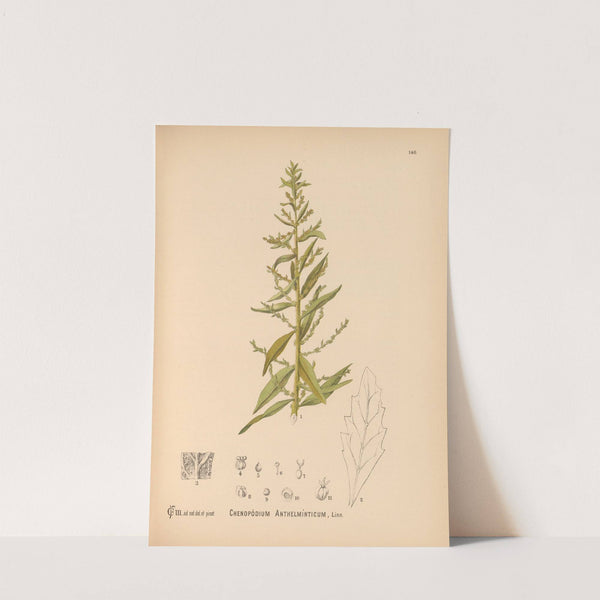 Medicinal Plants Pl.036 (1892) by Charles Frederick Millspaugh