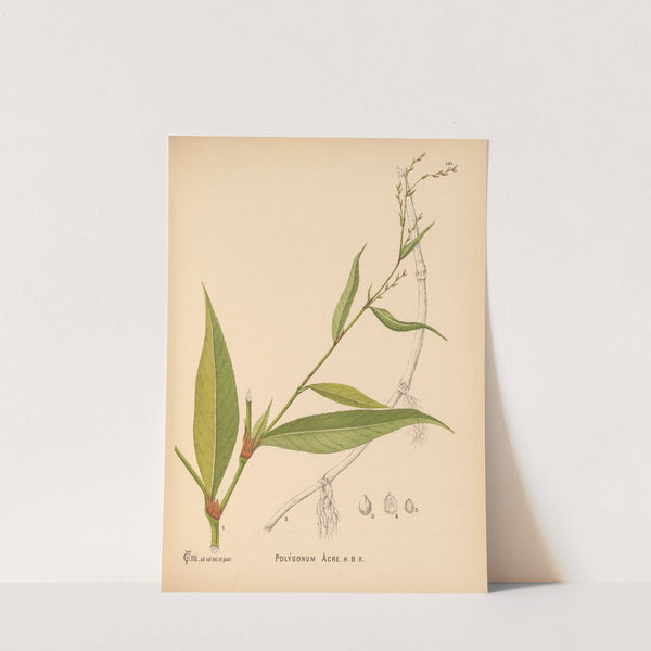 Medicinal Plants Pl.037 by Charles Frederick Millspaugh