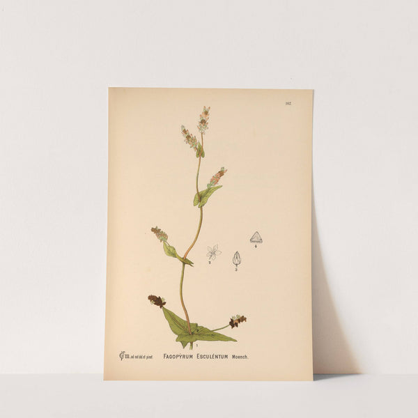 Medicinal Plants Pl.038 by Charles Frederick Millspaugh