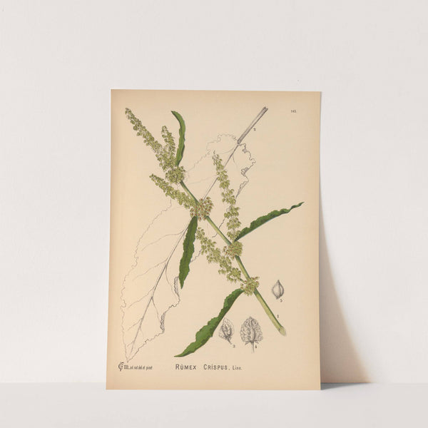Medicinal Plants Pl.039 by Charles Frederick Millspaugh