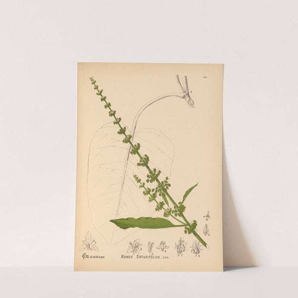 Medicinal Plants Pl.040 by Charles Frederick Millspaugh