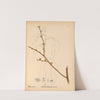 Medicinal Plants Pl.041 by Charles Frederick Millspaugh