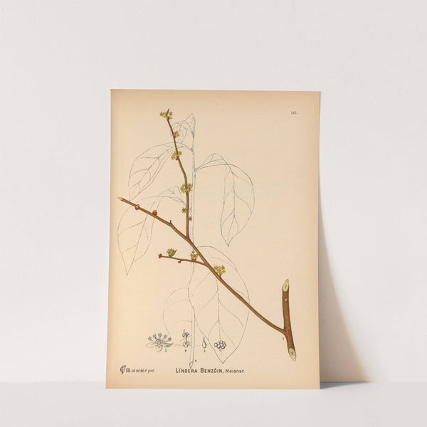 Medicinal Plants Pl.041 by Charles Frederick Millspaugh