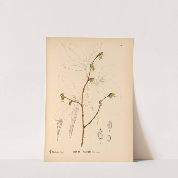 Medicinal Plants Pl.042 by Charles Frederick Millspaugh