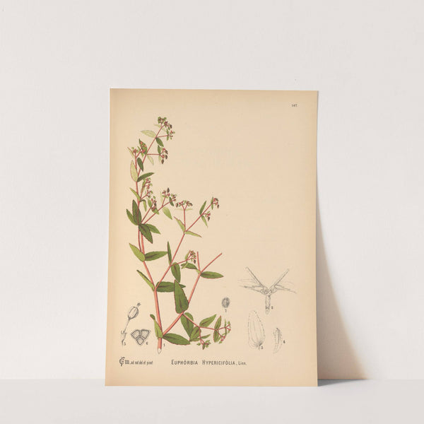 Medicinal Plants Pl.043 by Charles Frederick Millspaugh