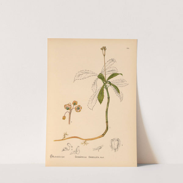 Medicinal Plants Pl.045 by Charles Frederick Millspaugh