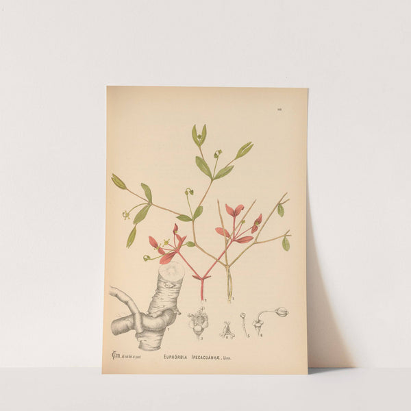 Medicinal Plants Pl.046 by Charles Frederick Millspaugh