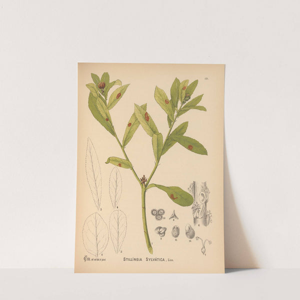 Medicinal Plants Pl.048 by Charles Frederick Millspaugh