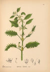 Medicinal Plants Pl.050