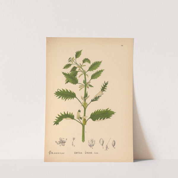 Medicinal Plants Pl.050 by Charles Frederick Millspaugh