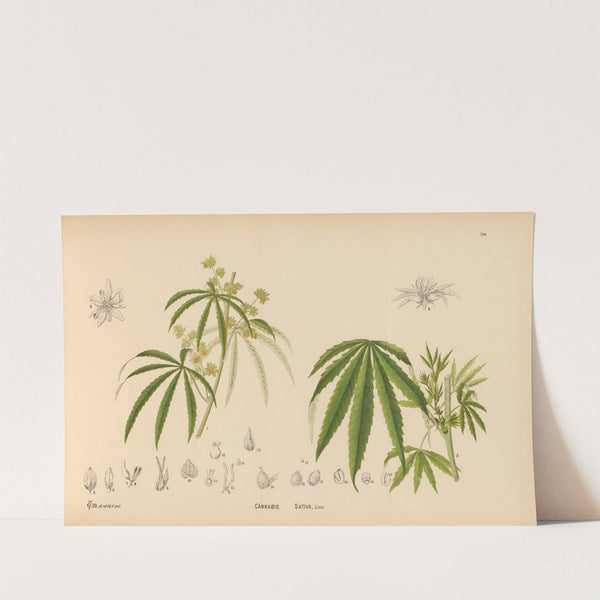 Medicinal Plants Pl.051 by Charles Frederick Millspaugh