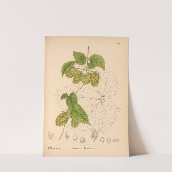 Medicinal Plants Pl.052 by Charles Frederick Millspaugh