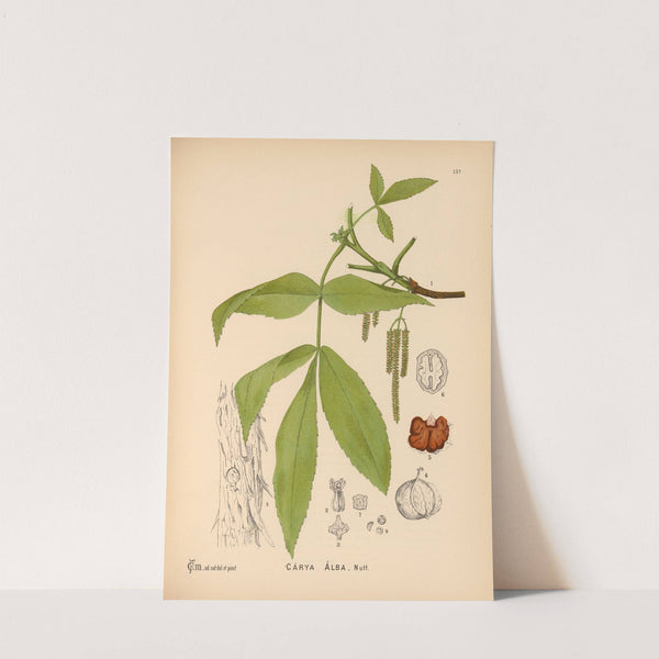 Medicinal Plants Pl.054 by Charles Frederick Millspaugh