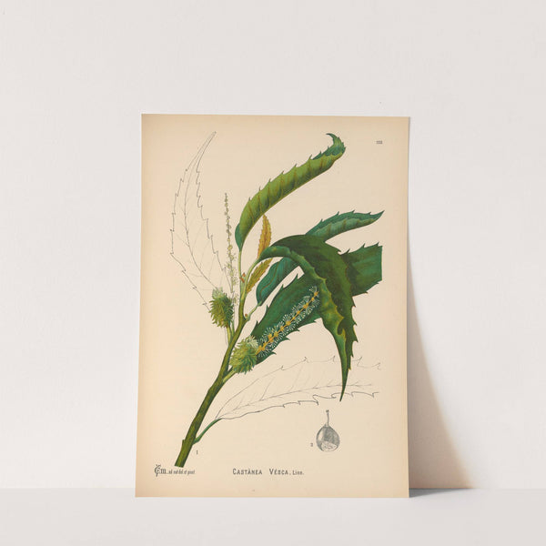 Medicinal Plants Pl.056 by Charles Frederick Millspaugh