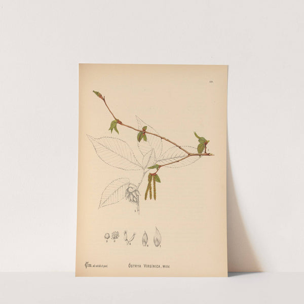 Medicinal Plants Pl.057 by Charles Frederick Millspaugh