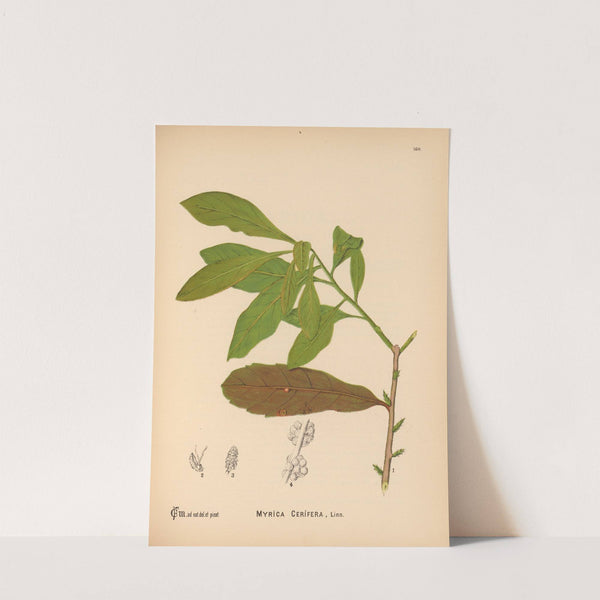 Medicinal Plants Pl.058 by Charles Frederick Millspaugh