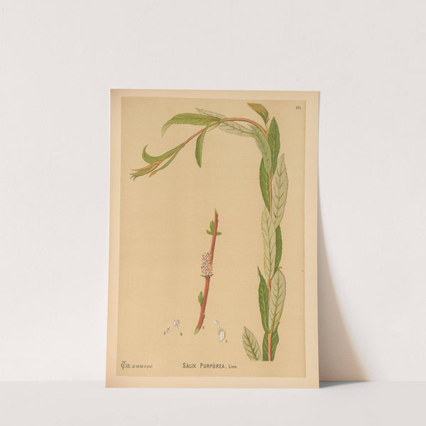 Medicinal Plants Pl.059 by Charles Frederick Millspaugh