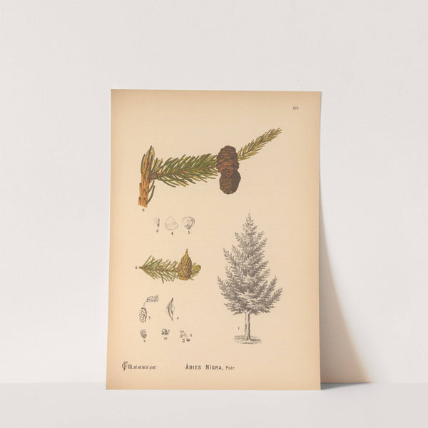 Medicinal Plants Pl.061 by Charles Frederick Millspaugh