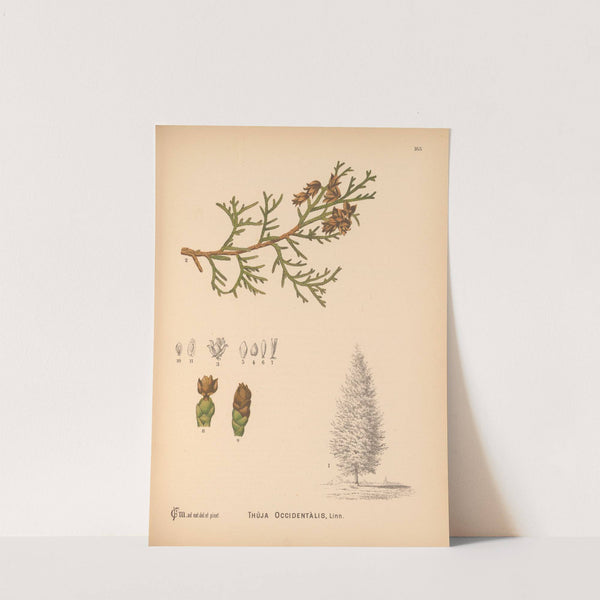 Medicinal Plants Pl.063 by Charles Frederick Millspaugh