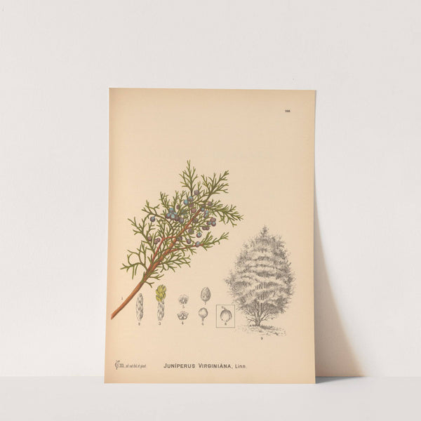 Medicinal Plants Pl.064 by Charles Frederick Millspaugh