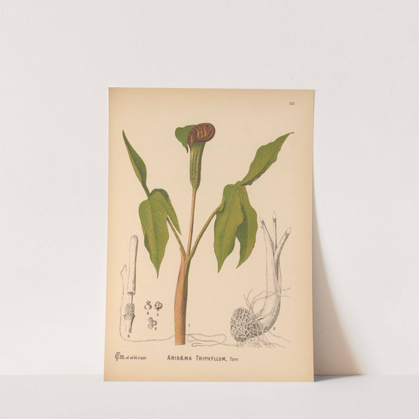 Medicinal Plants Pl.065 by Charles Frederick Millspaugh