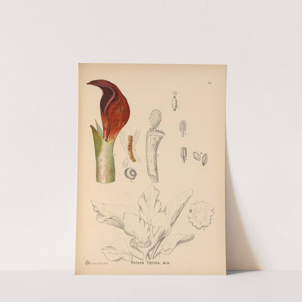 Medicinal Plants Pl.068 by Charles Frederick Millspaugh