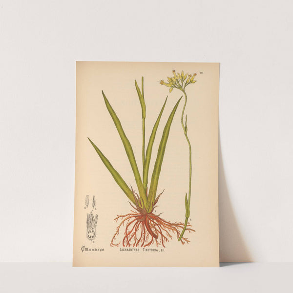 Medicinal Plants Pl.070 by Charles Frederick Millspaugh