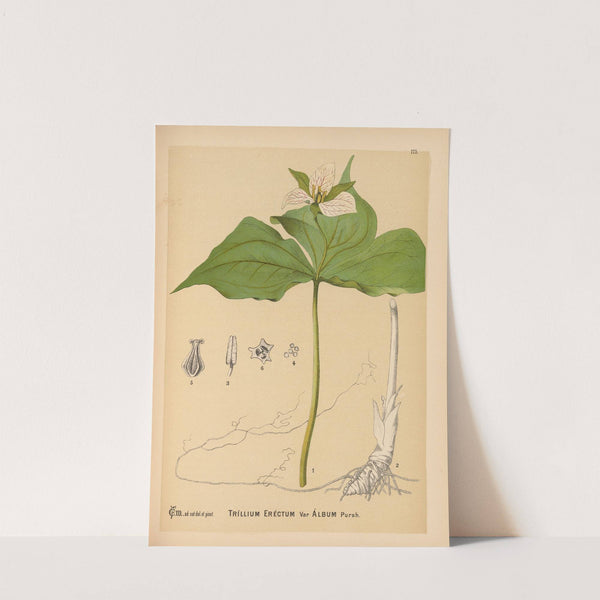 Medicinal Plants Pl.074 by Charles Frederick Millspaugh