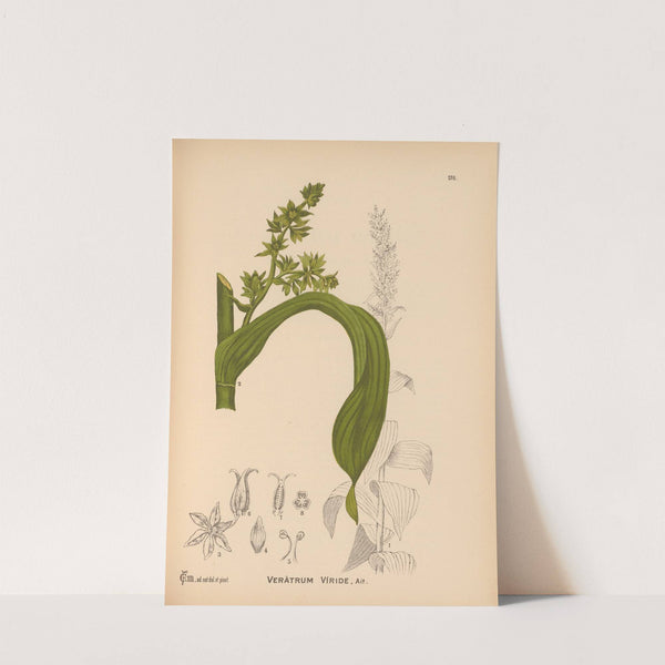 Medicinal Plants Pl.075 by Charles Frederick Millspaugh