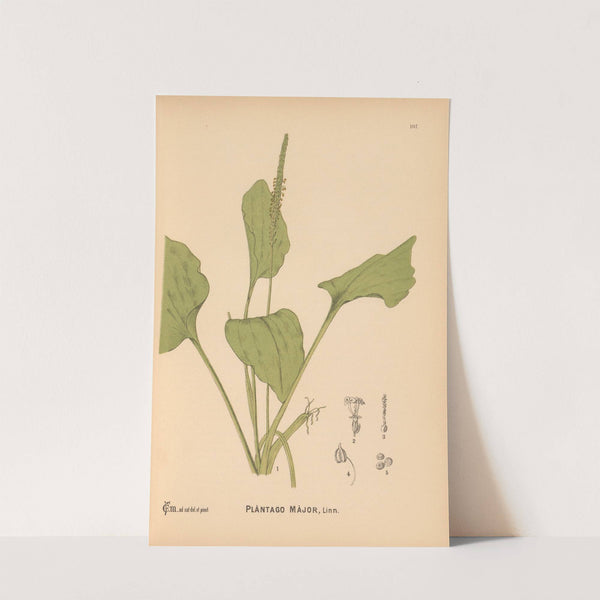 Medicinal Plants Pl.077 by Charles Frederick Millspaugh