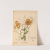 Medicinal Plants Pl.078 by Charles Frederick Millspaugh