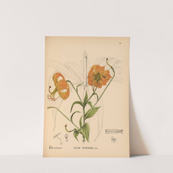 Medicinal Plants Pl.078 by Charles Frederick Millspaugh