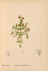 Medicinal Plants Pl.081
