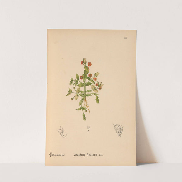 Medicinal Plants Pl.081 by Charles Frederick Millspaugh