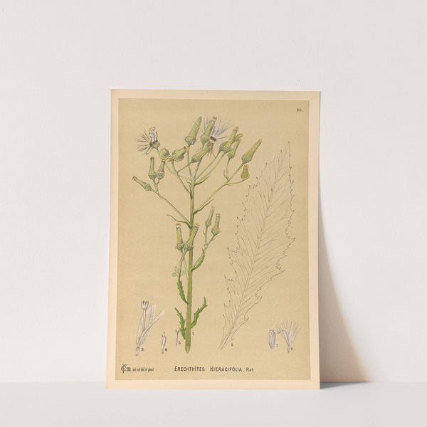 Medicinal Plants Pl.084 by Charles Frederick Millspaugh