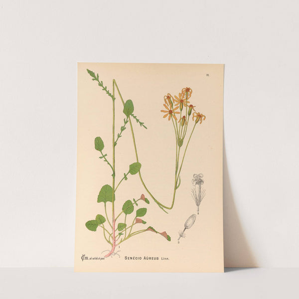 Medicinal Plants Pl.085 by Charles Frederick Millspaugh