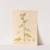 Medicinal Plants Pl.088 by Charles Frederick Millspaugh