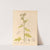 Medicinal Plants Pl.088 by Charles Frederick Millspaugh
