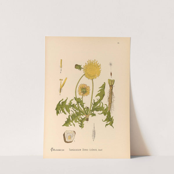 Medicinal Plants Pl.089 by Charles Frederick Millspaugh