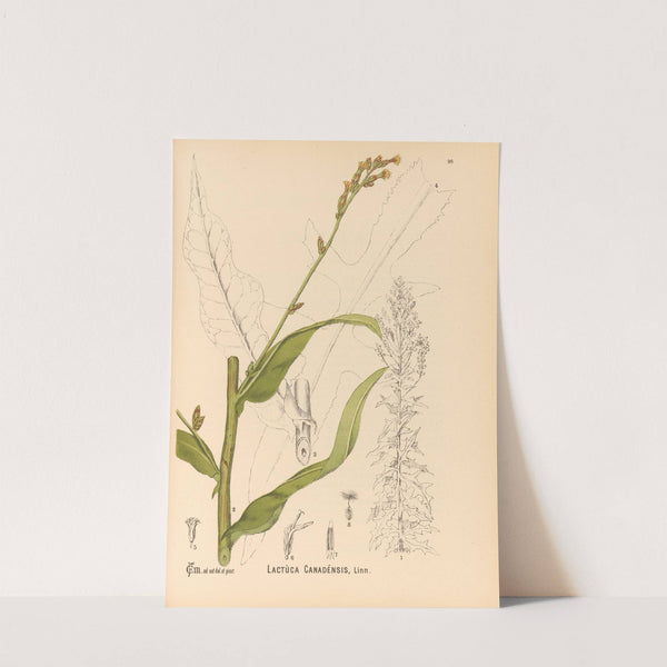 Medicinal Plants Pl.090 by Charles Frederick Millspaugh