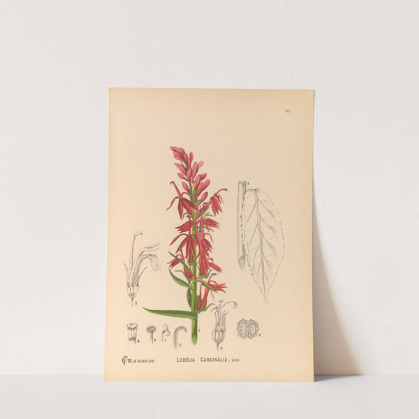 Medicinal Plants Pl.091 by Charles Frederick Millspaugh