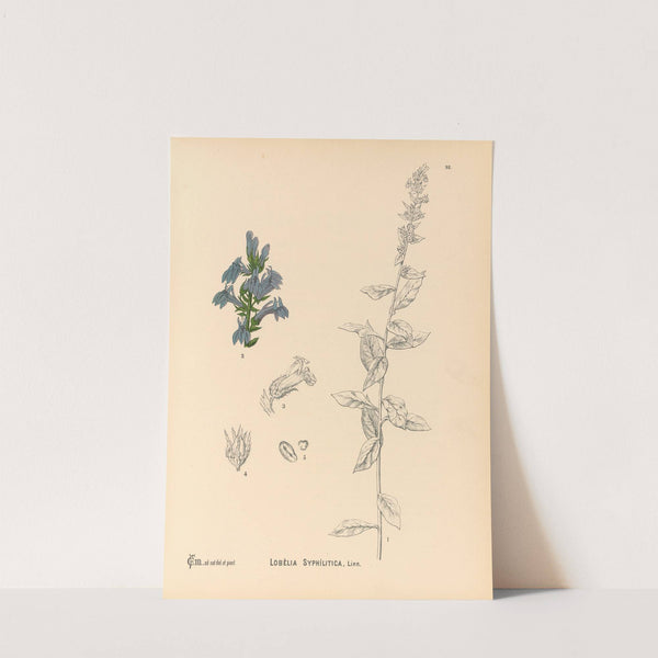 Medicinal Plants Pl.092 by Charles Frederick Millspaugh