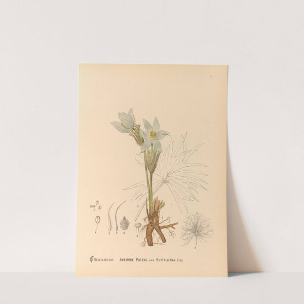 Medicinal Plants Pl.094 by Charles Frederick Millspaugh