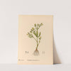 Medicinal Plants Pl.096 by Charles Frederick Millspaugh