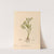 Medicinal Plants Pl.096 by Charles Frederick Millspaugh