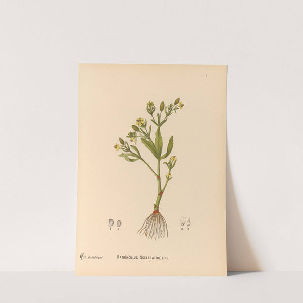 Medicinal Plants Pl.096 by Charles Frederick Millspaugh