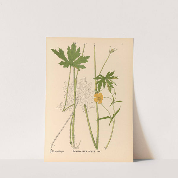 Medicinal Plants Pl.099 by Charles Frederick Millspaugh