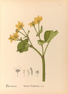 Medicinal Plants Pl.100