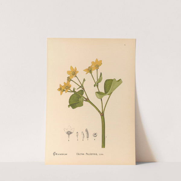 Medicinal Plants Pl.100 by Charles Frederick Millspaugh