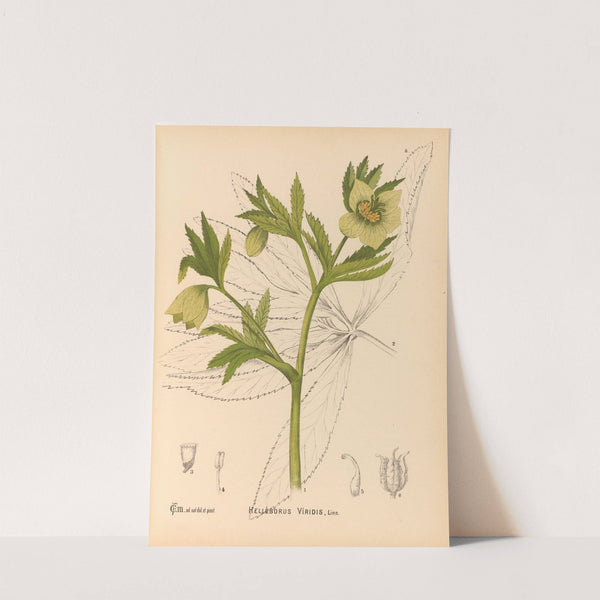 Medicinal Plants Pl.101 by Charles Frederick Millspaugh